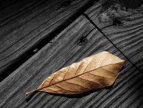 Fallen Magnolia Leaf on a Gray Wooden Deck by Randall Nyhof