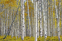 Autumn Birch Tree Grove by Randall Nyhof