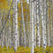 Ldsp-birch-grove-fall-0641