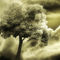 Tree-and-clouds-887006