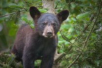 Black Bear Cub in Northern Minnesota Photograph by Randall Nyhof