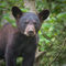 Anl-black-bear-cub-349