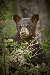 Black Bear Cub peeking over Pine Branches by Randall Nyhof