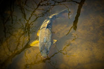 Carp feeding in the shallows by Randall Nyhof
