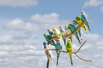 Parakeets perched on a branch by Randall Nyhof