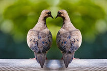 Dove Birds von Randall Nyhof