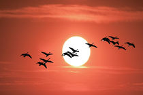 Geese flying against the Sun by Randall Nyhof