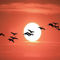Bird-geese-against-the-sun-2