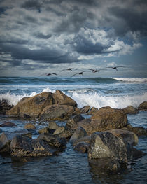 Pelicans over the surf on Coronado by Randall Nyhof