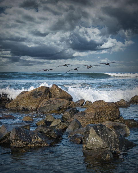 Bird-surf-pelicans-san-diego-0255
