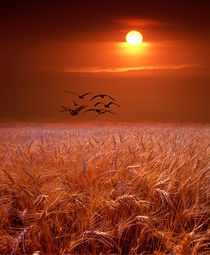 Gulls flying over a Wheat Field at Sunset by Randall Nyhof