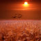 Bird-wheat-sunset-with-gulls