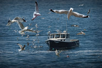 Gull Chased Fishing Boat by Randall Nyhof