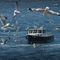 Bot-gull-chased-boat-main-085-4