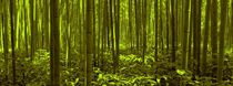 Bamboo Forest Twilight  by David Dehner
