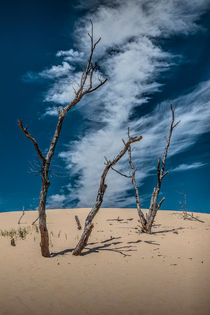 Cirrus Clouds with Dead Trees at Silver Lake Dunes by Randall Nyhof