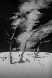 Dead Trees and Cirrus Clouds on the Dunes von Randall Nyhof
