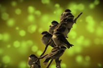 Birds of A Feather von David Dehner