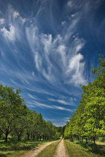 West Michigan Orchard Road with Cirrus Clouds von Randall Nyhof