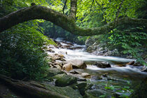 Smokey Mountain Stream with overhanging Branch by Randall Nyhof