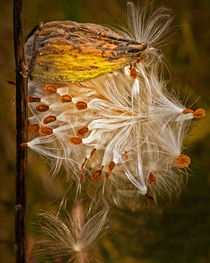 Milkweed Pod and Seeds in Autumn von Randall Nyhof