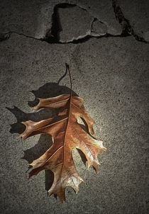 Fallen Oak Leaf by Randall Nyhof