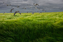 Gulls over a Grain Field  von Randall Nyhof