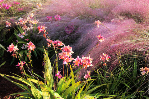 Freedoms-park-naples-005-dot-jpg-dance-of-the-orchids