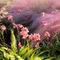 Freedoms-park-naples-005-dot-jpg-dance-of-the-orchids
