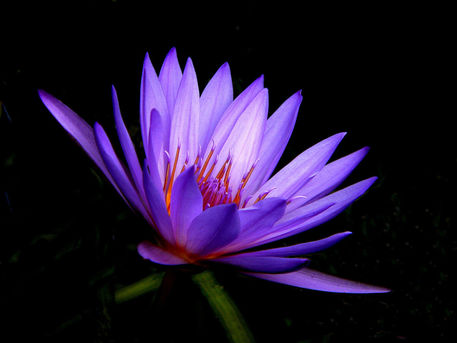 P1040800-dot-jpg-side-dk-purple-lily