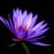 P1040800-dot-jpg-side-dk-purple-lily