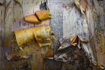 Birch Tree Bark Abstract by Randall Nyhof