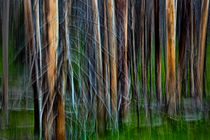 Forest Impression No. 119 von Randall Nyhof