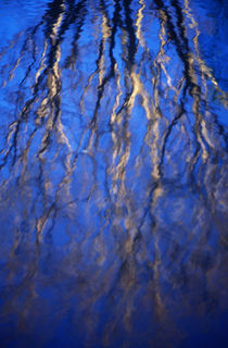 Tree Branch Reflections von Randall Nyhof