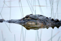 Alligator in the Everglades by Randall Nyhof