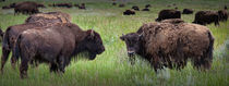 Herd of American Buffalo in Yellowstone von Randall Nyhof