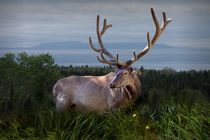 Elk or Wapiti Portrait by Randall Nyhof