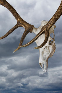 Elk Skull with Rack against a Cloudy Sky by Randall Nyhof