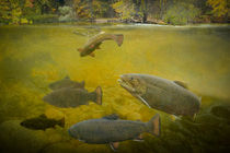 Stream Brown Trout Feeding by Randall Nyhof