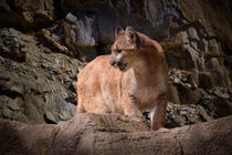 Mountain Lion on the Prowl von Randall Nyhof