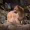 Anl-mountain-lion-jb-zoo-108-dot-4