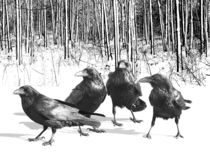 Ravens by the Edge of the Woods in Winter by Randall Nyhof