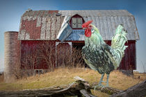 Rooster Chicken and Red Barn by Randall Nyhof