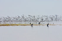 Flock of Terns and Pelicans in the Florida Bay off the Everglades von Randall Nyhof