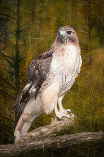 Red Tailed Hawk perched on a branch in the woodlands by Randall Nyhof