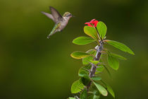  Ruby Throated Hummingbird by Randall Nyhof