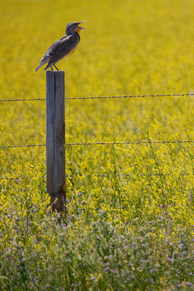 Bird-meadowlark-0157-2