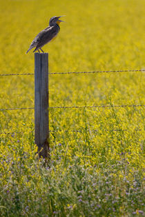 Meadowlark Singing by Randall Nyhof