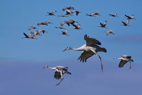 Bird-sandhill-cranes-0040-4
