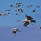 Bird-sandhill-cranes-0040-4